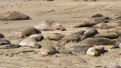 PICTURES/Elephant Seals on Cambria Beach/t_P1050253.JPG
